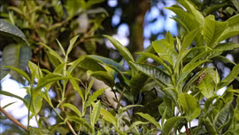 Nâng cao chất lượng sản phẩm chè Tủa Chùa