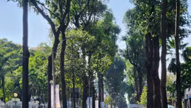 Những con đường rợp bóng cây xanh che mát cho người đi đường.