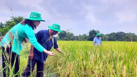 TP Hồ Chí Minh đang phát triển và hình thành vùng sản xuất lúa, gạo ST25 hữu cơ.