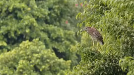 Nhiều đàn chim về Hồ Gươm làm tổ