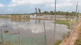 Nông dân Bạc Liêu nuôi cá mùa nước nổi tăng thêm thu nhập