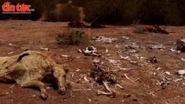 Hồ chứa cạn nước, trâu bò chết khô vì hạn hán cực đoan tại Mexico