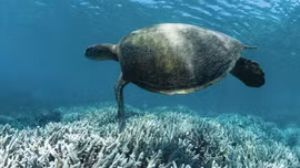 Báo động về tình trạng san hô tẩy trắng lan rộng toàn cầu do biến đổi khí hậu