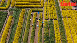 Rực rỡ sắc vàng trên cánh đồng cúc chi mùa thu hoạch