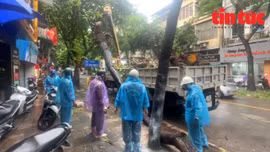 Hà Nội tăng cường lực lượng xử lý cây gãy đổ trong bão số 3 Yagi