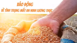 Tin tức TV: Báo động về tình trạng mất an ninh lương thực