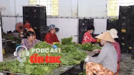 Tin nóng trong nước nghe nhanh sáng 21/11