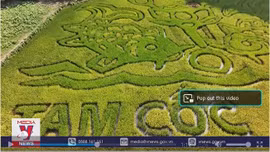 Lý ngư vọng nguyệt trên cánh đồng lúa Tam Cốc