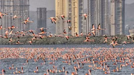 Ngoạn mục hàng nghìn hồng hạc đổ bộ 'nhuộm' hồng Navi Mumbai