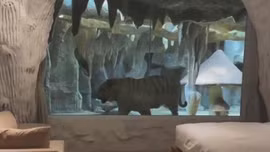 Khách sạn ở Trung Quốc bị chỉ trích gay gắt vì nhốt hổ ngay cạnh phòng ngủ 