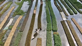 Nông trại nổi - Giải pháp giúp Bangladesh đối phó với biến đổi khí hậu