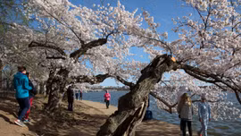 Mỹ là ổ dịch COVID-19 thứ ba, dân Washington vẫn ra ngoài ngắm anh đào