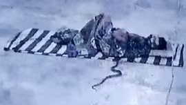 Rắn hổ mang trườn vào chăn người đàn ông ngủ trong đền