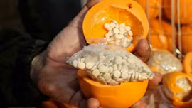 Video hàng triệu viên chất kích thích giấu vào cam giả trà trộn quả thật