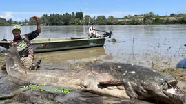 Video 'thủy quái' cá da trơn bị bắt tại Italy
