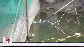 Cá nuôi của nhiều hộ dân ở Đồng Tháp chết bất thường