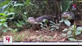 Cứu hộ, bảo tồn nhiều loài động vật quý hiếm