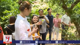 Độc đáo với trải nghiệm hái mận ở Mộc Châu