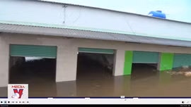 Sạt lở cuốn trôi nhiều nhà dân xuống sông Cần Giuộc, Long An