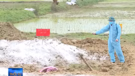 10 tỉnh, thành phố có ổ dịch cúm H5N6