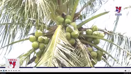 Dừa tươi trước cơ hội tiếp cận thị trường Trung Quốc