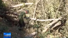 Bắt quả tang 3 đối tượng phá rừng ở Đà Lạt