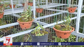 Người bán lan đột biến phải kê khai, nộp thuế