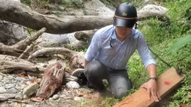 ‘Lâm tặc’ ngang nhiên phá rừng phòng hộ ở Quảng Ngãi