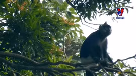 Hà Nam lập Khu bảo tồn sinh cảnh Voọc mông trắng