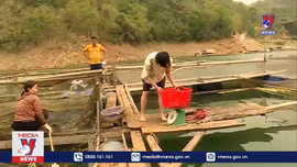 Xóa nghèo nhờ nuôi cá lồng trên lòng hồ thuỷ điện