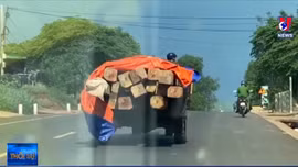 Vận chuyển gỗ lậu, chống trả lực lượng chức năng