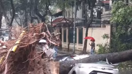 Cây đổ - trách nhiệm thuộc về ai?