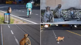 Khỉ, bò, chó chiếm lĩnh đường phố Ấn Độ những ngày phong tỏa vì COVID-19