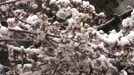 Tuyết rơi bất thường phủ trắng hoa anh đào Tokyo