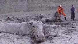 Xem giải cứu 18 con ngựa tuyệt vọng sa lầy trong bùn