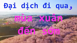 Mùa Xuân đến sớm tại Trung Quốc khi đỉnh dịch đi qua