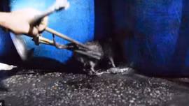 Đội thợ săn chuột ở thủ đô của Myanmar