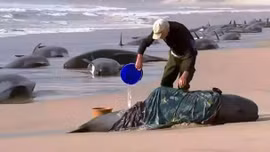 200 con cá voi chết sau khi đồng loạt mắc cạn ở bãi biển Australia