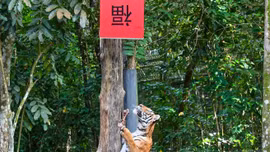 Xem hổ leo cây mở quà Tết