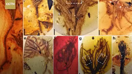 Chiêm ngưỡng vẻ đẹp của những bông hoa 100 triệu năm tuổi 