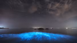 Giải mã hiện tượng 'nước mắt xanh' ở bờ biển Trung Quốc