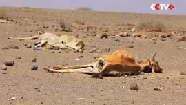 Hạn hán kéo dài, gia súc chết khô ám ảnh người dân Ethiopia