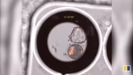 Tranh cãi phôi thai khỉ lai người đầu tiên trên thế giới