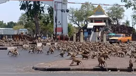 Thái Lan vắng khách du lịch mùa dịch, hàng trăm con khỉ hỗn chiến vì một quả chuối