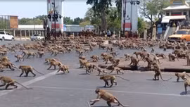 Người dân Thái Lan tìm cách giành quyền kiểm soát thành phố từ tay loài khỉ 