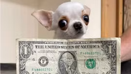 Kỷ lục Guinness con chó nhỏ nhất thế giới