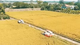 Xuất khẩu tối đa 8 triệu tấn gạo