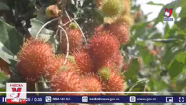 Tiếp tục tìm hướng xuất khẩu trái cây