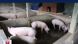 Người chăn nuôi tại Nam Định khó khăn tìm đầu ra