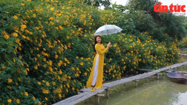 Ngắm hoa dã quỳ khoe sắc rực rỡ giữa lòng Thủ đô